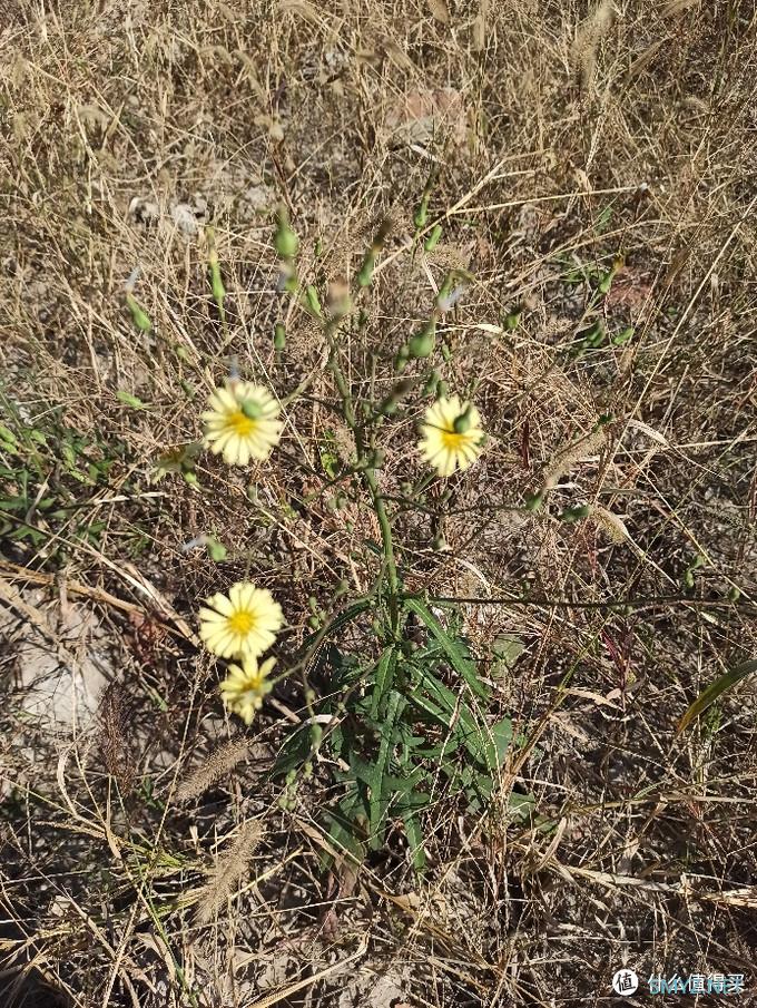 乌合之众 篇三：100块的无人机飞丢以后（看路边荒野地的花花草草）我是如何找不回来的？