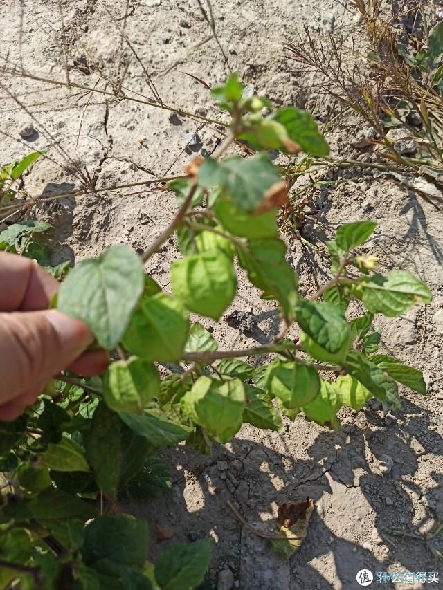 乌合之众 篇三：100块的无人机飞丢以后（看路边荒野地的花花草草）我是如何找不回来的？