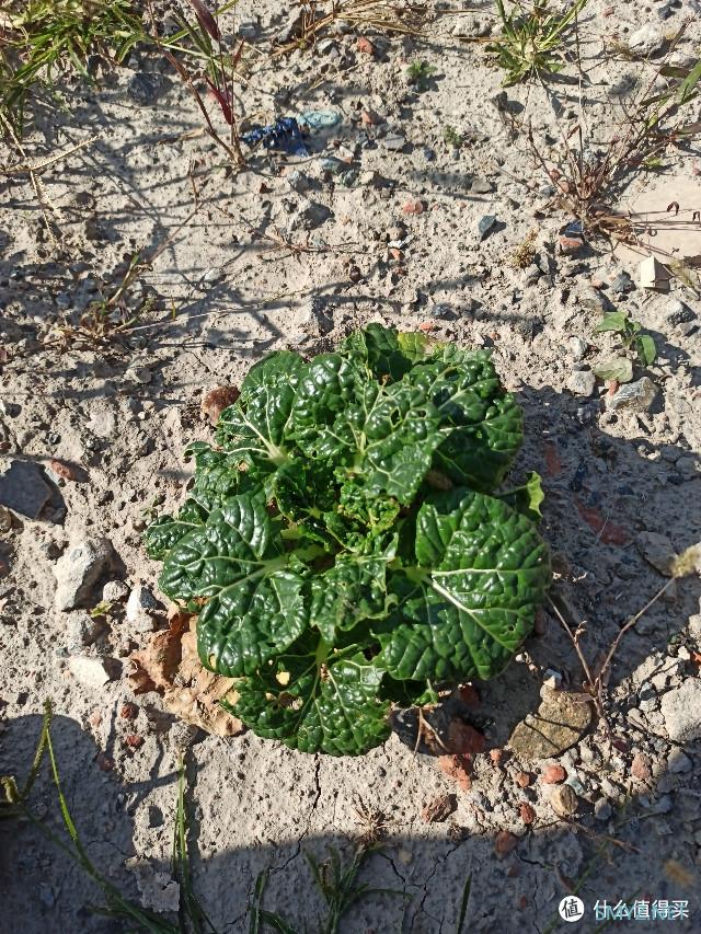 乌合之众 篇三：100块的无人机飞丢以后（看路边荒野地的花花草草）我是如何找不回来的？