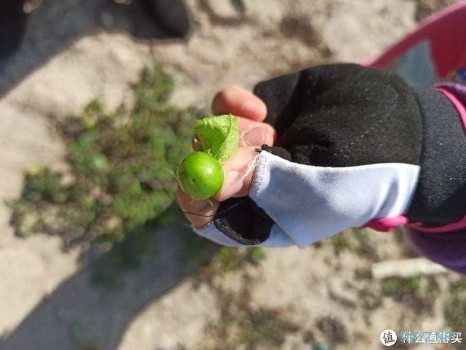 乌合之众 篇三：100块的无人机飞丢以后（看路边荒野地的花花草草）我是如何找不回来的？