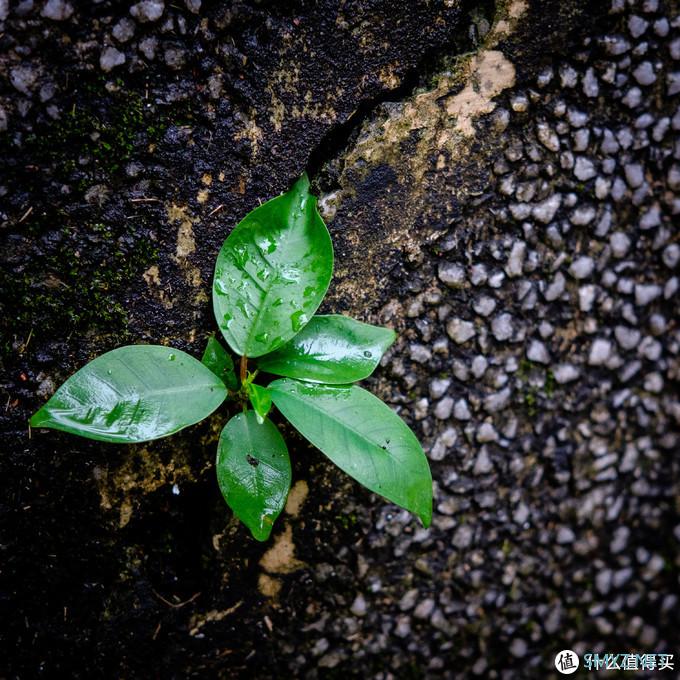 让人惊喜的体积，画质和价格——卫斯理25mm F1.7镜头详细评测