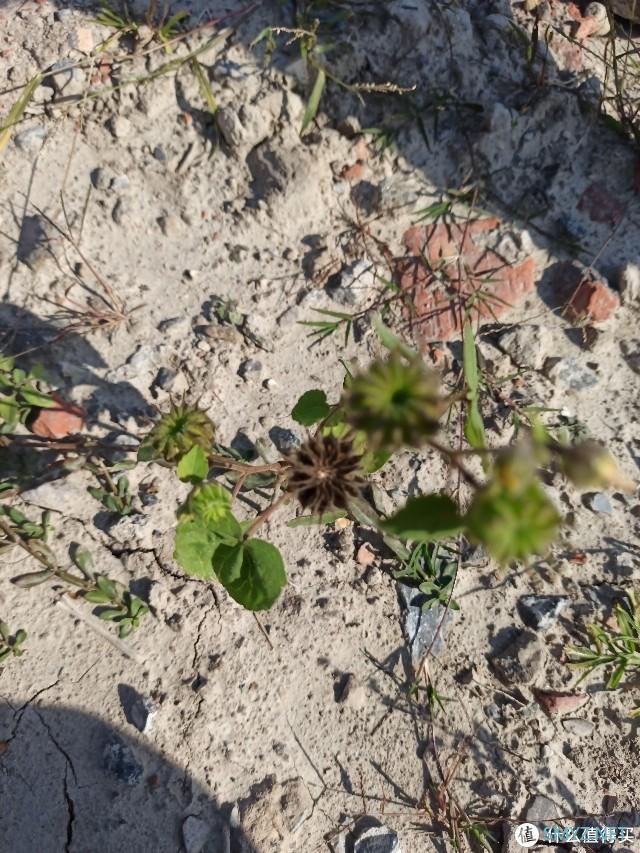 乌合之众 篇三：100块的无人机飞丢以后（看路边荒野地的花花草草）我是如何找不回来的？