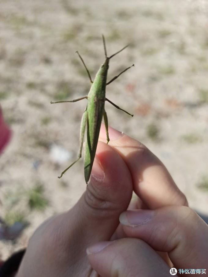 乌合之众 篇三：100块的无人机飞丢以后（看路边荒野地的花花草草）我是如何找不回来的？