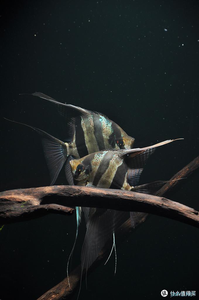 摄影新人经验分享---如何拍摄好那些漂亮的观赏鱼