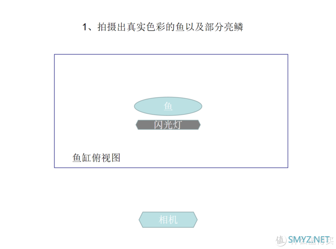 摄影新人经验分享---如何拍摄好那些漂亮的观赏鱼