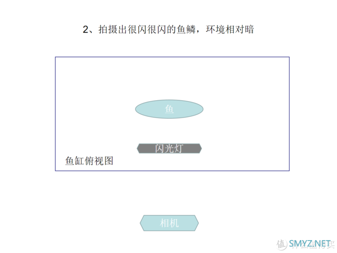 摄影新人经验分享---如何拍摄好那些漂亮的观赏鱼