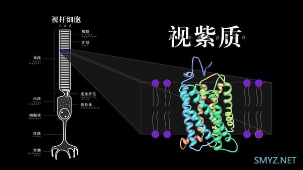 高帧率屏幕到底有什么用？120Hz高帧率流速屏详解！