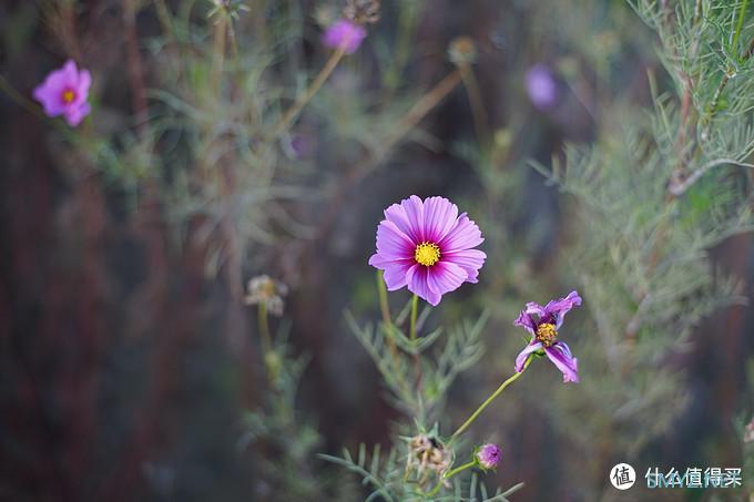 从零开始学摄影 篇十二：定焦or变焦、蔡司or G大师？SONY FE 24-105 F4 全画幅镜头使用感受