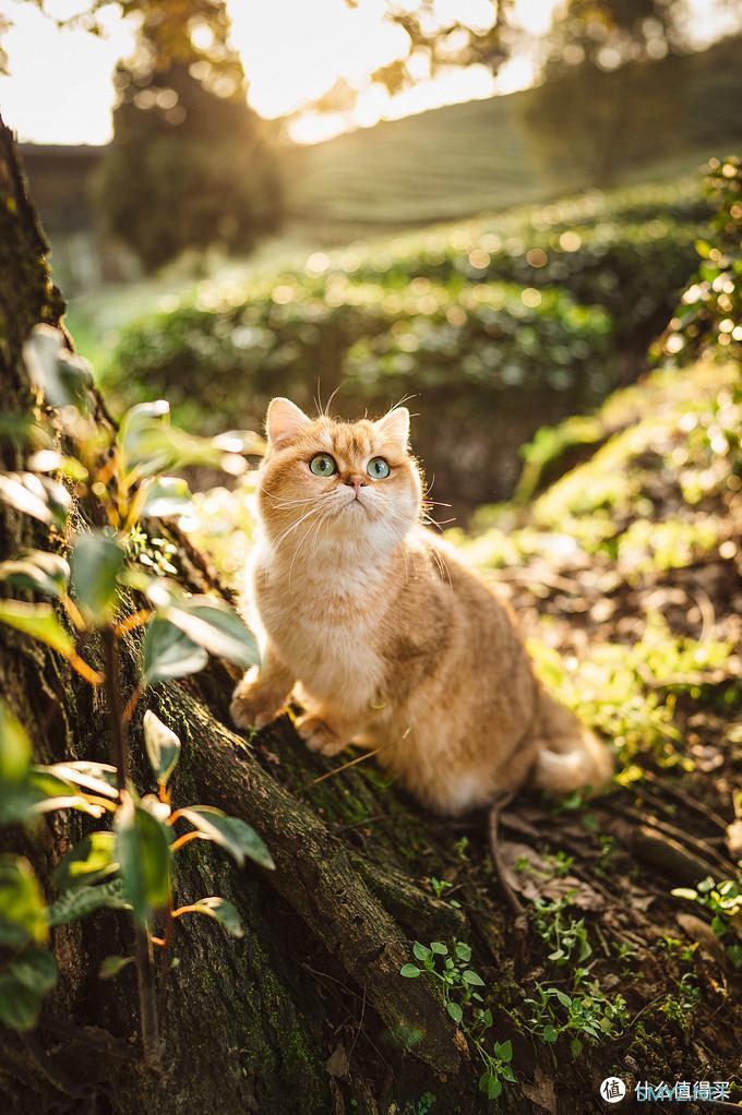 咖啡猫的摄影之路 篇十：新冠疫情期间摄影爱好者宅家能做啥？
