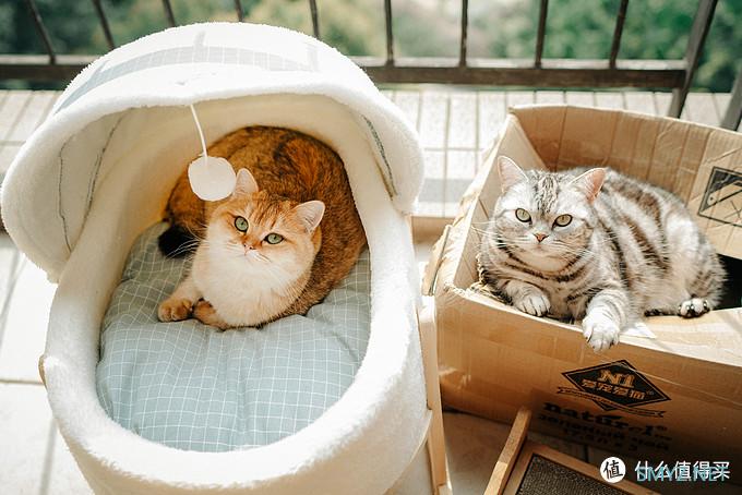 咖啡猫的摄影之路 篇十：新冠疫情期间摄影爱好者宅家能做啥？