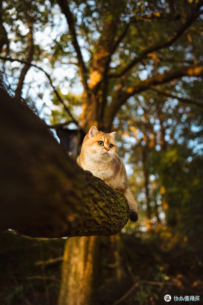 咖啡猫的摄影之路 篇十：新冠疫情期间摄影爱好者宅家能做啥？