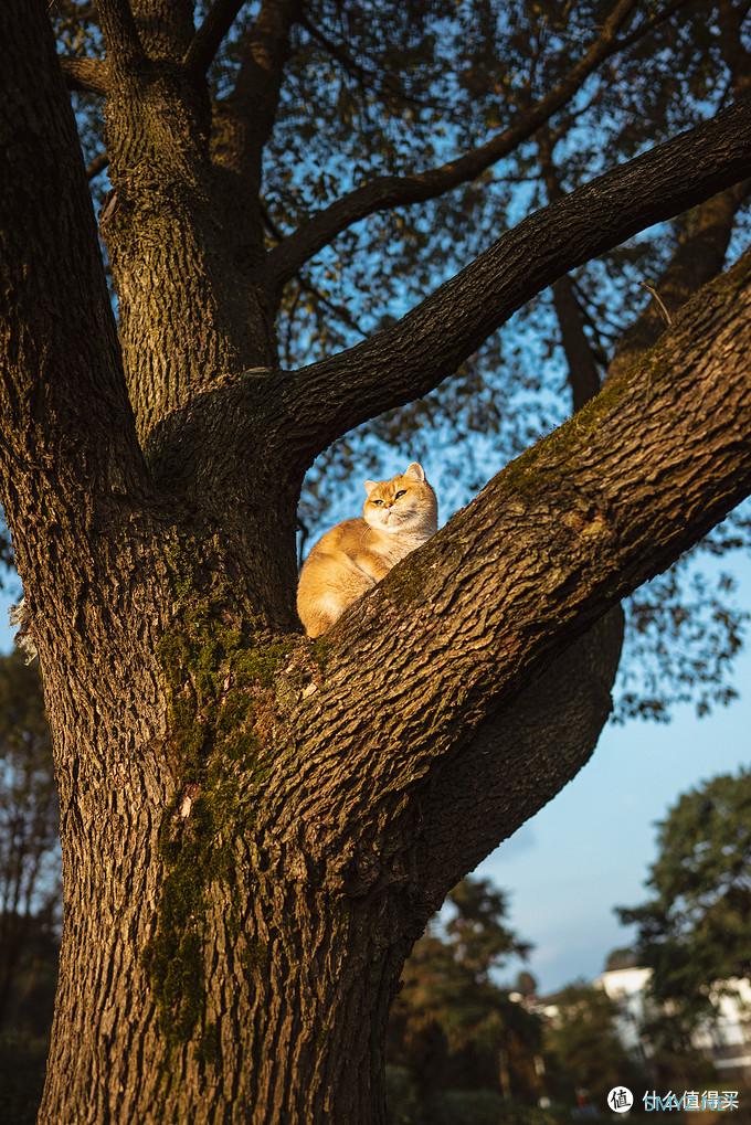 咖啡猫的摄影之路 篇十：新冠疫情期间摄影爱好者宅家能做啥？