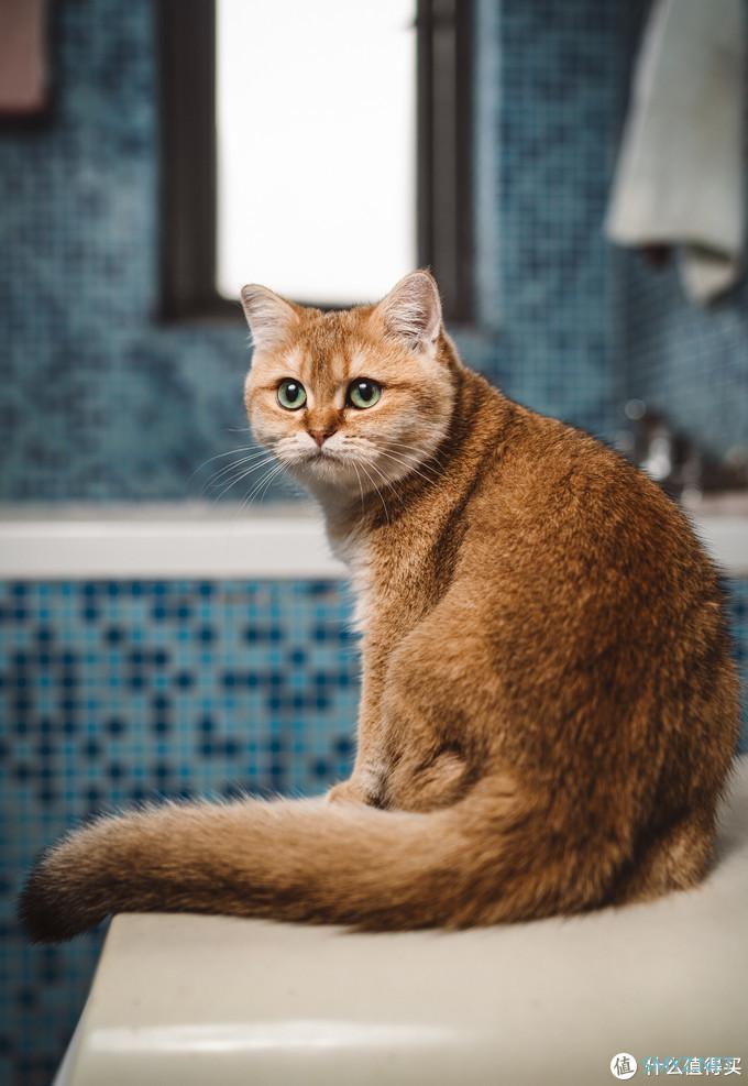 咖啡猫的摄影之路 篇十：新冠疫情期间摄影爱好者宅家能做啥？