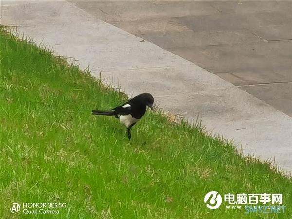 2399元买“高清望远镜” 荣耀30S 6400万AI四摄实战“打鸟”