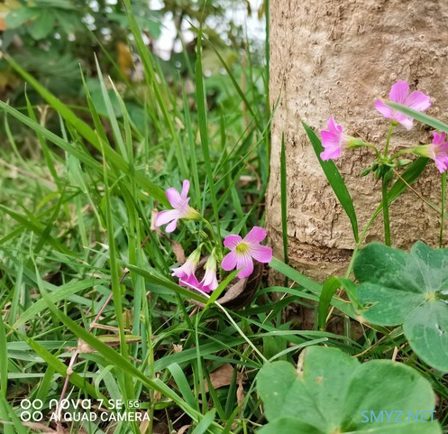 华为nova7 SE拍照体验介绍