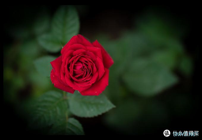 平价黑马杀出？- 腾龙E口70-180mm F2.8 VXD使用体验