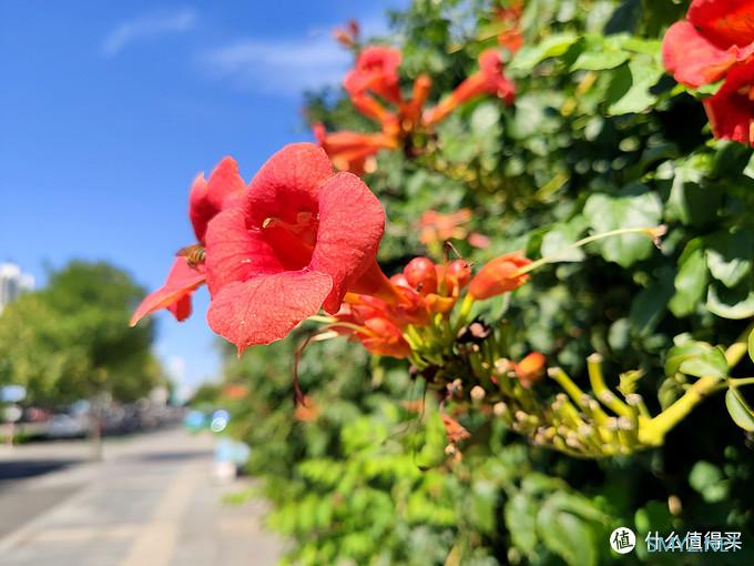 米九手机记录——鲜艳欲滴，娇小可爱的凌霄花