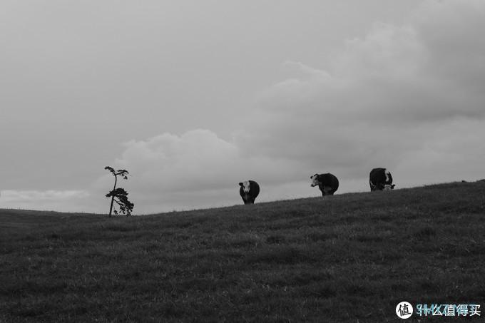 螺纹掠影（11）：Auto-Takumar 55mm F2.2