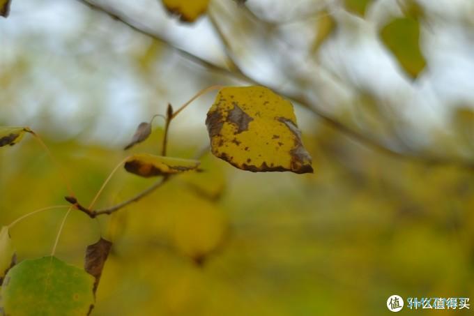 螺纹掠影（11）：Auto-Takumar 55mm F2.2