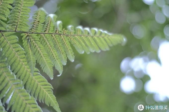 螺纹掠影（11）：Auto-Takumar 55mm F2.2