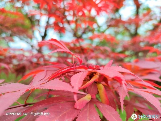 骁龙768G、90Hz电竞护眼屏，潮酷OPPO & 伍六七礼盒，好看更好玩