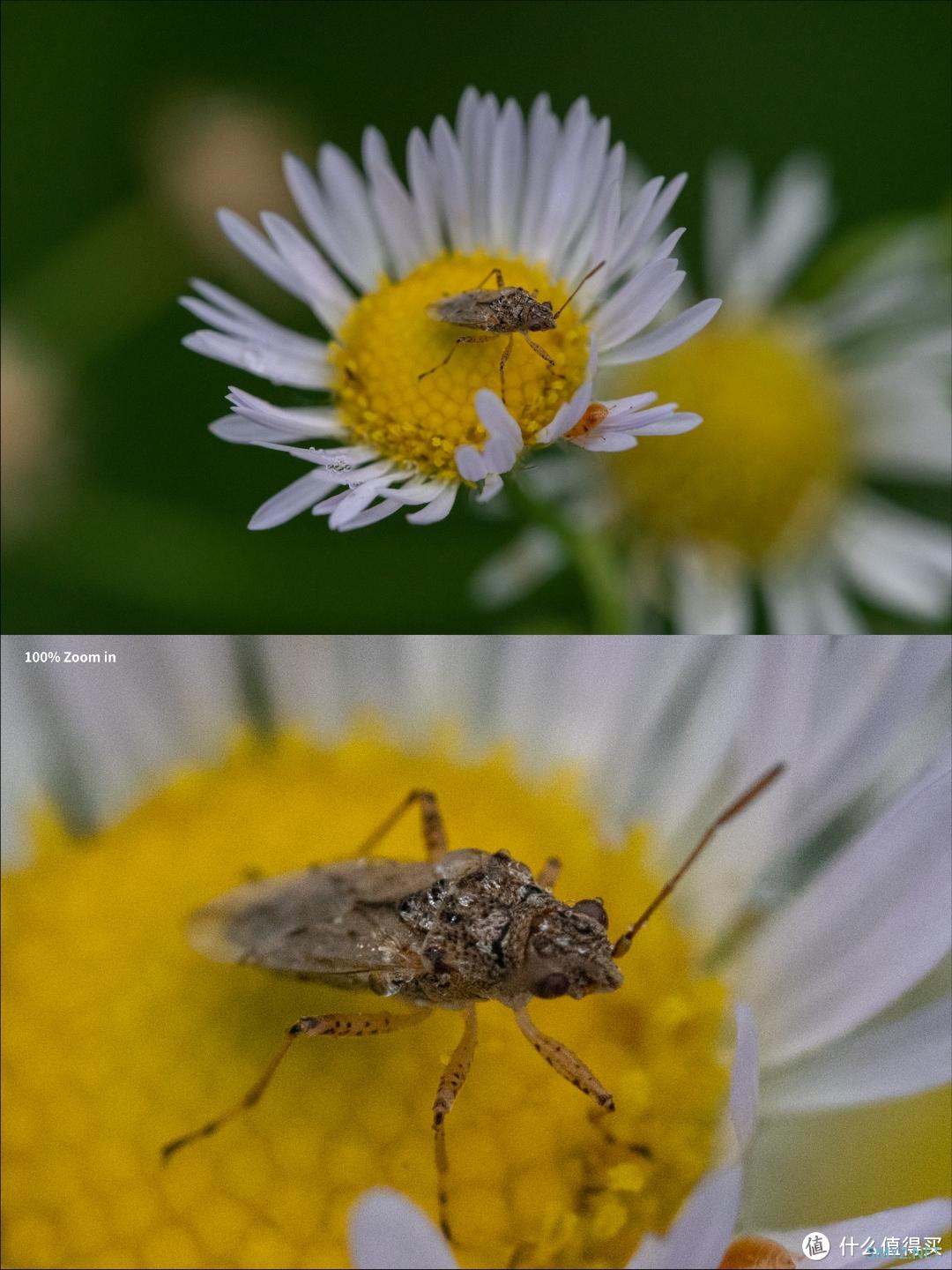 拍摄微距，选老蛙100mm F2.8 Macro