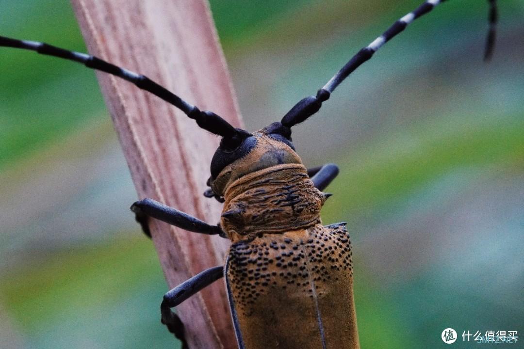 拍摄微距，选老蛙100mm F2.8 Macro