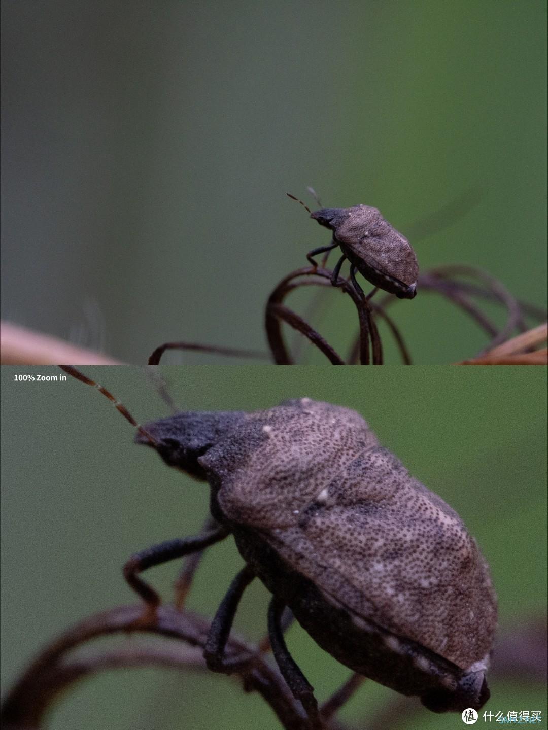 拍摄微距，选老蛙100mm F2.8 Macro