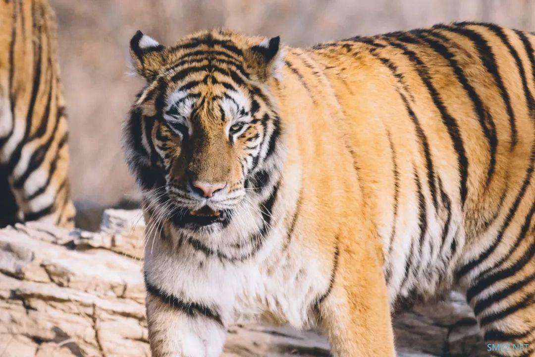 出乎意料的轻巧 初体验佳能RF600mm F11 IS STM