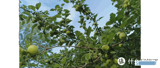 轻薄高颜值,实力均衡的千元机荣耀X40 i评测 轻薄高颜值,实力均衡的千元机荣耀X40 i评测